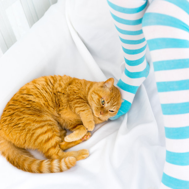 姜猫宠物玩图片下载