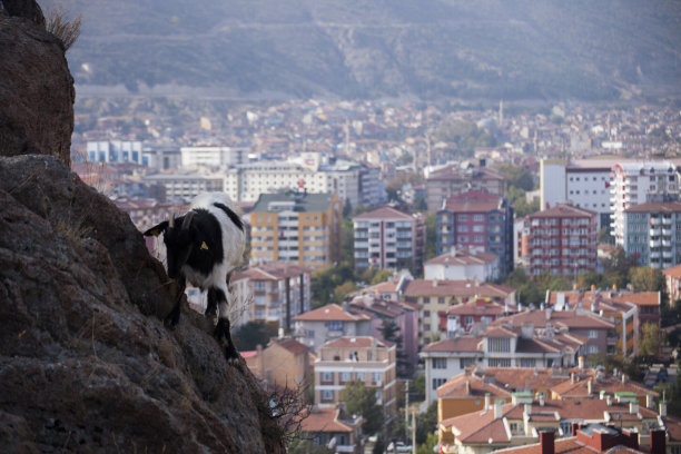 山羊图片下载
