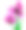 郁金香花朵特写图片下载