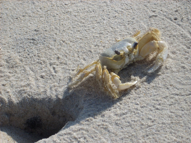 Burrow的成熟鬼蟹图片下载