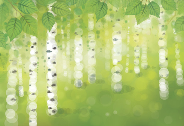 春矢白桦林，散景背景。素材图片