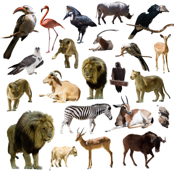 狮子和其他非洲动物图片下载