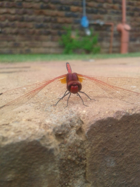 蜻蜓图片下载