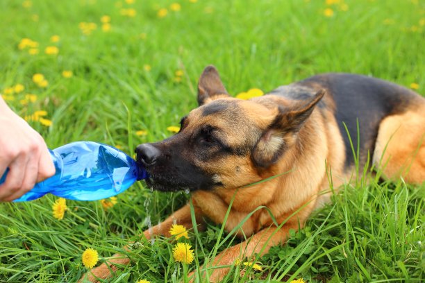 口渴的狗喝水图片下载