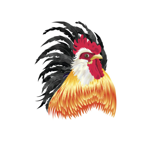 金色的公鸡，黑色的尾巴图片下载