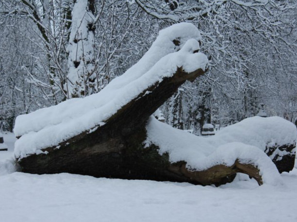 雪树干图片下载