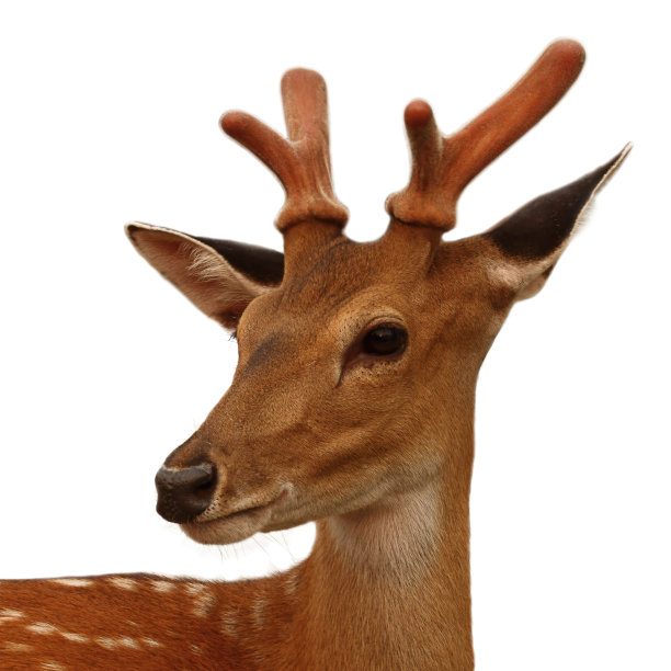 鹿头图片下载