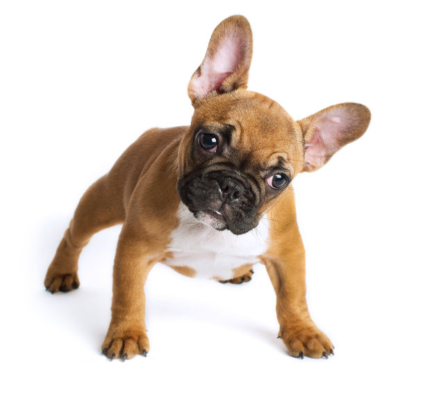 法国斗牛犬小狗素材图片