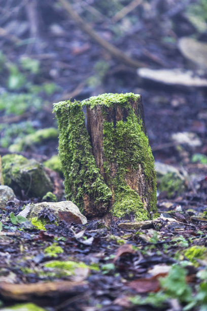 长满苔藓的树桩图片下载