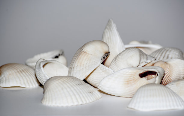 美丽的白色贻贝图片下载