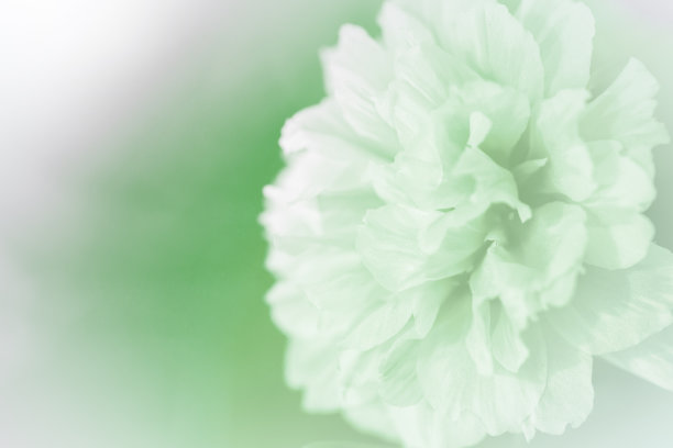 色彩鲜艳美丽的花朵图片下载