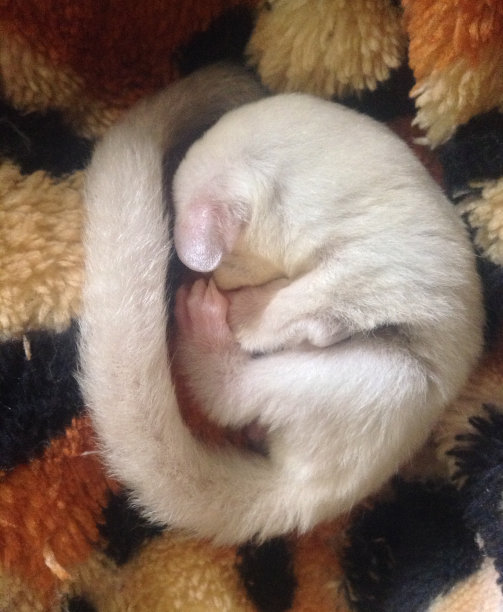 困了会飞的松鼠图片下载