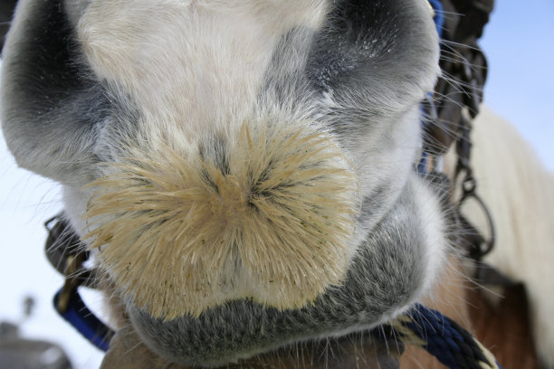 马在农场图片下载