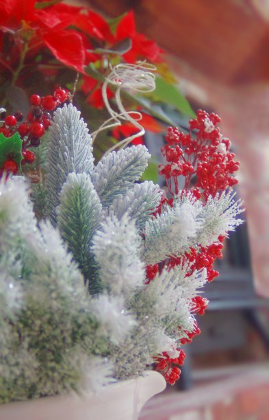 圣诞花艺一品红白色水罐图片下载