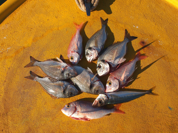 新鲜的鱼图片下载