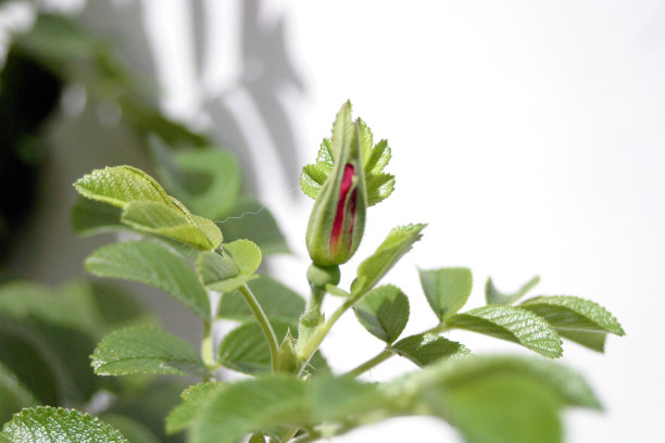 孤立的玫瑰花蕾在白色背景上图片下载