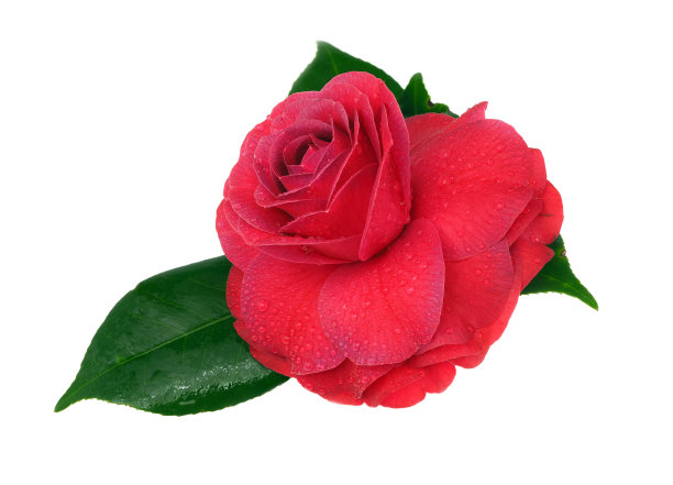 红色山茶花花露孤立在白色图片下载