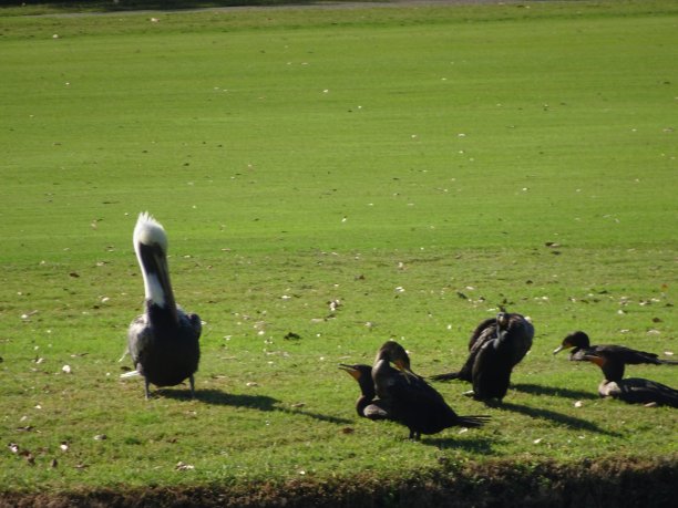 高尔夫球场上的鹈鹕和水鸟图片下载