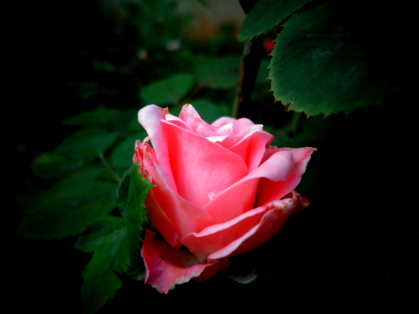 美丽的绽放图片下载