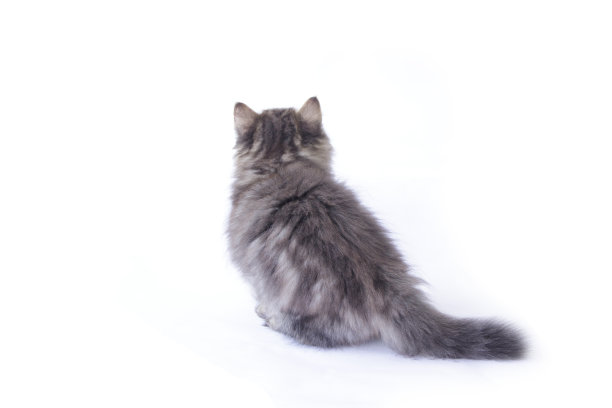 图片:波斯小猫，2个月大，坐着图片下载