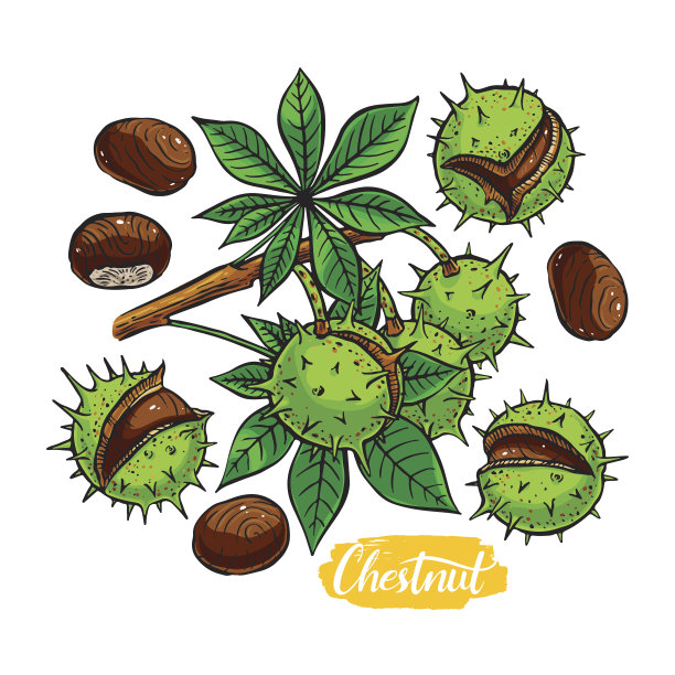 一套彩色的栗子图片下载