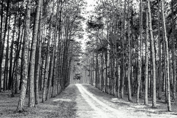 松树模式图片下载