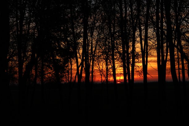 落日森林图片下载