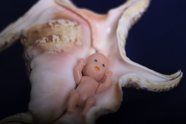 贝壳中的胚胎图片下载