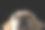 美丽的拉布拉多猎犬在孤立的黑色背景前素材图片