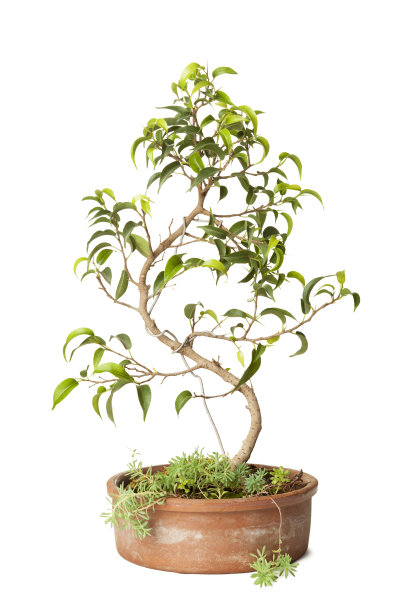 无花果属便雅悯盆景图片下载