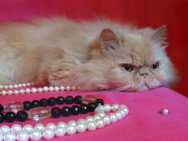 波斯成年猫图片下载