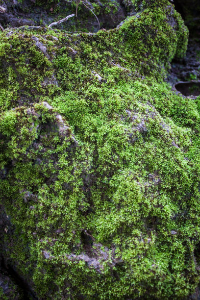 绿色的苔藓图片下载
