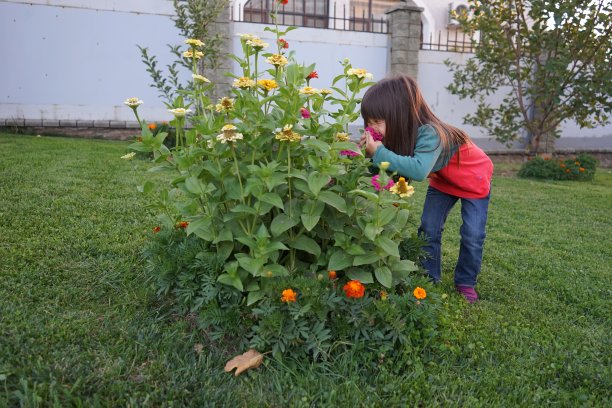 芳香的花图片下载