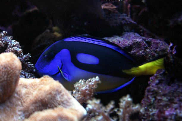 唐蓝鱼图片下载