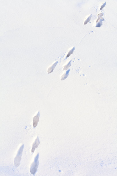 雪兔脚印图片下载