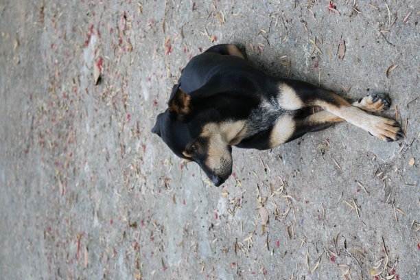 寂寞的狗图片下载