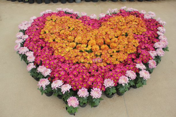 菊花心形状图片下载