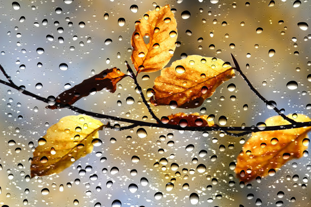 秋天，树叶透过窗玻璃被雨滴覆盖图片下载