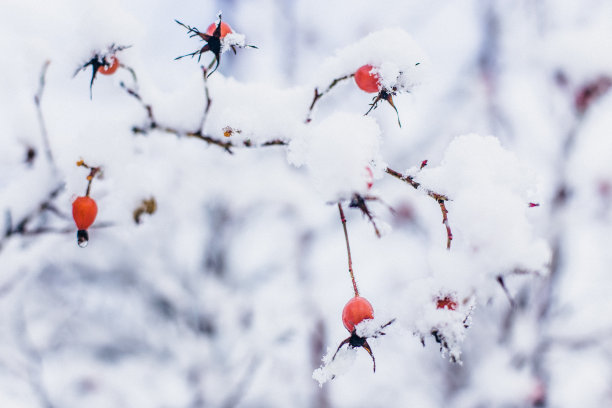 白雪覆盖的红浆果素材图片