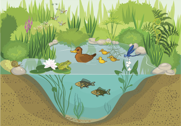 在池塘里图片下载