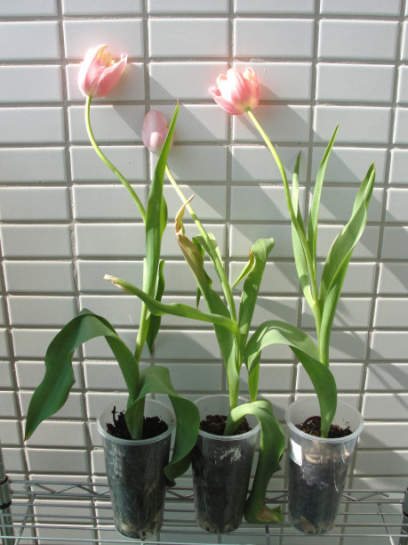 三朵粉色郁金香排成一行图片下载