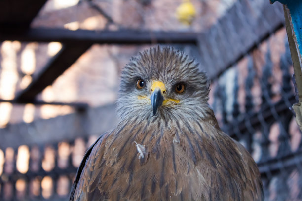 笼子里的风筝图片下载
