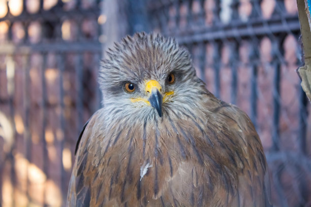 笼子里的风筝图片下载