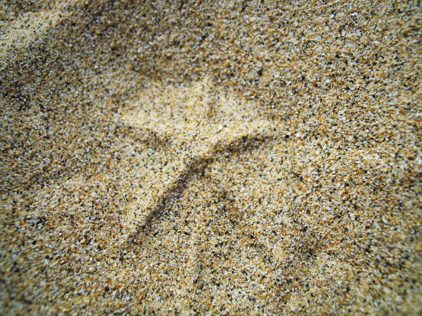 沙滩上的星星图片下载