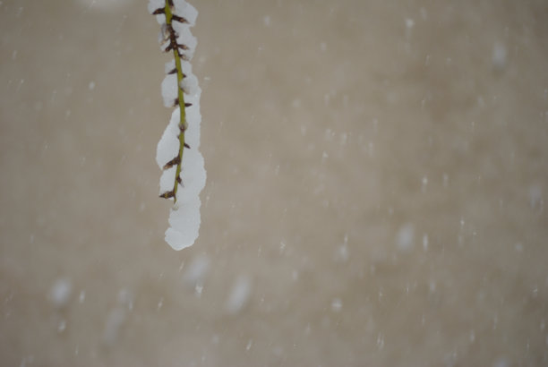 下雪时被雪压弯的树枝图片下载