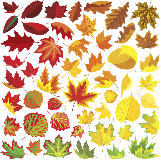 50片多彩的秋叶，矢量插图集图片下载