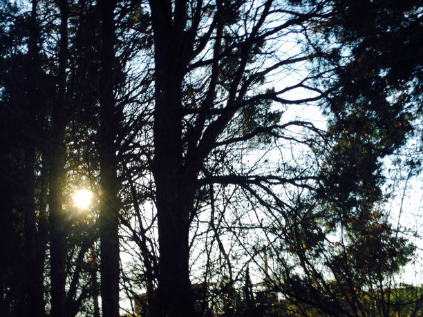 日出在树后面图片下载