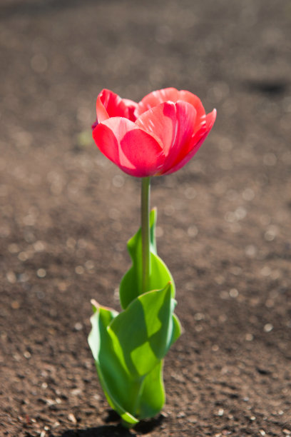 红色郁金香图片下载