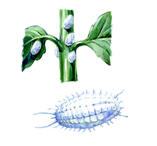 粉蚧科。植物害虫。植物学图片下载