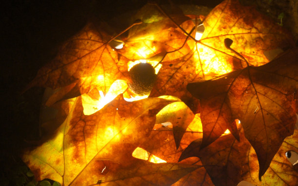 冬天树叶图片下载